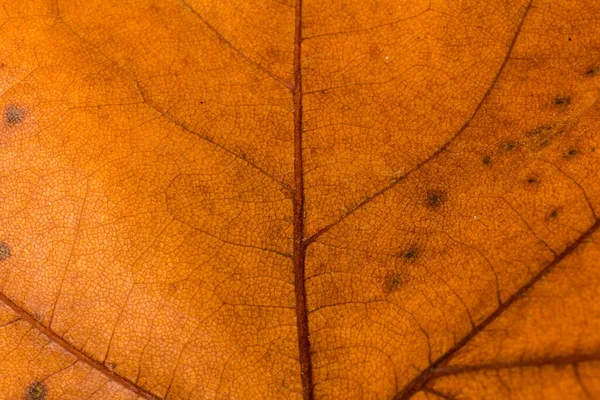 Foglia Autunno Primo Piano Sfondo Copia Spazio — Foto Stock