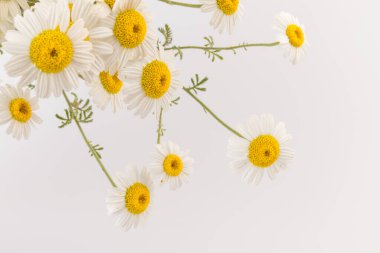 Taze papatya çiçekleri beyaz arkaplanı kapatır