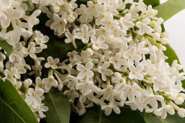 Makro - leylak bahar çiçeklerinin görüntüsü. Çiçekli leylak ağaçları