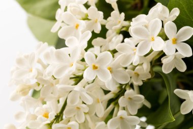 Makro - leylak bahar çiçeklerinin görüntüsü. Çiçekli leylak ağaçları