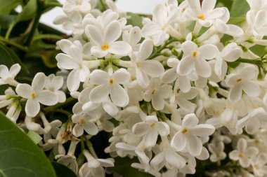 Makro - leylak bahar çiçeklerinin görüntüsü. Çiçekli leylak ağaçları