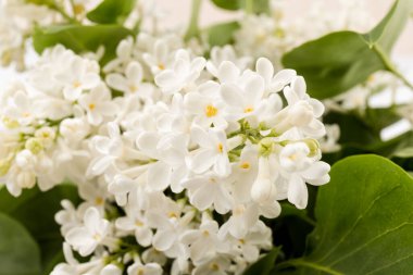 Makro - leylak bahar çiçeklerinin görüntüsü. Çiçekli leylak ağaçları