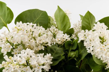 Makro - leylak bahar çiçeklerinin görüntüsü. Çiçekli leylak ağaçları