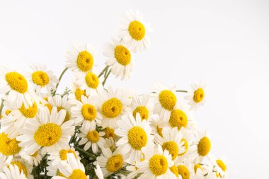 Taze papatya çiçekleri beyaz arkaplanı kapatır