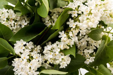 Makro - leylak bahar çiçeklerinin görüntüsü. Çiçekli leylak ağaçları