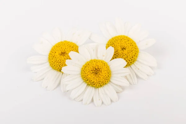 Φρέσκα Λουλούδια Χαμομηλιού Κοντά Λευκό Φόντο — Φωτογραφία Αρχείου
