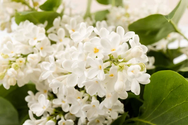 Makro - leylak bahar çiçeklerinin görüntüsü. Çiçekli leylak ağaçları