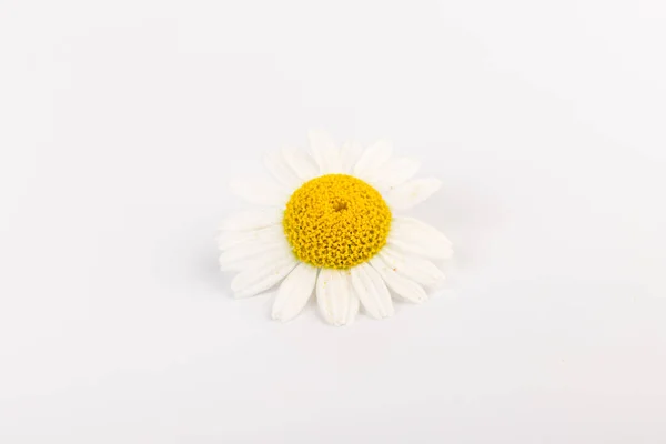 新鲜的洋甘菊花朵紧贴在白色的背景上 — 图库照片