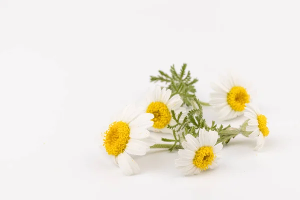 新鲜的洋甘菊花朵紧贴在白色的背景上 — 图库照片