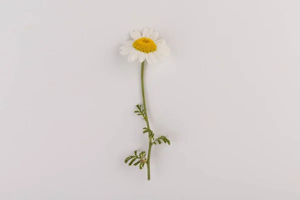 Flores Frescas Camomila Fechar Fundo Branco — Fotografia de Stock