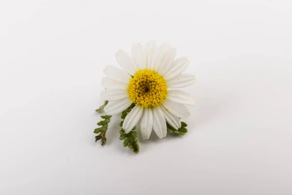 Flores Frescas Camomila Fechar Fundo Branco — Fotografia de Stock