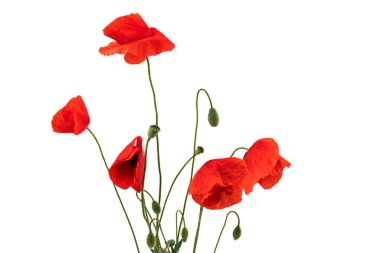 Çiçekler kırmızı gelincikler (mısır haşhaşı, mısır gülü, tarla gelinciği) beyaz arka planda. Metin için boşluk.