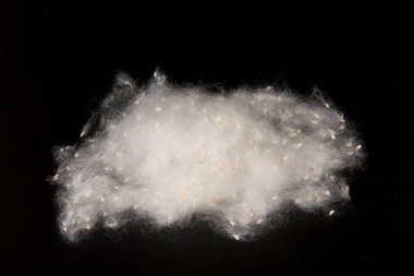 Kavak ağaçlarının kabuğu siyah arka planda. Kavak tohumlarına alerji. 