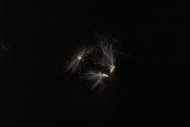 Kavak ağaçlarının kabuğu siyah arka planda. Kavak tohumlarına alerji. 