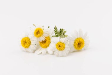 Taze papatya çiçekleri beyaz arkaplanı kapatır