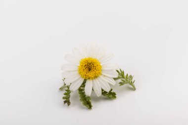 Taze papatya çiçekleri beyaz arkaplanı kapatır