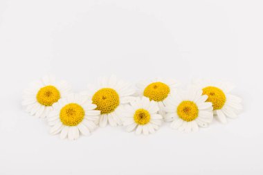 Taze papatya çiçekleri beyaz arkaplanı kapatır