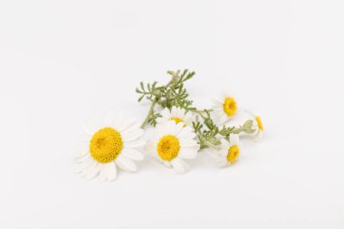 Taze papatya çiçekleri beyaz arkaplanı kapatır