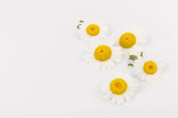 新鲜的洋甘菊花朵紧贴在白色的背景上 — 图库照片