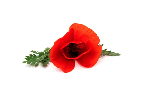 Kwiaty Czerwone Maki Kukurydziany Mak Róża Kukurydziana Mak Polny Białym — Zdjęcie stockowe