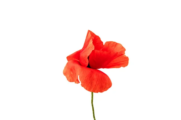 Flores Amapolas Rojas Amapola Maíz Rosa Maíz Amapola Campo Sobre — Foto de Stock