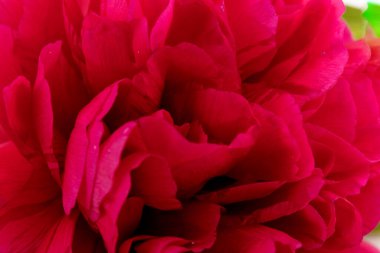 Beyaz arka planda izole edilmiş güzel kırmızı şakayık çiçeği. Dekorasyon için gösterişsiz çiçek açan şakayık resmi. 