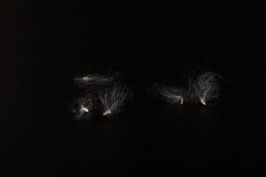 Kavak ağaçlarının kabuğu siyah arka planda. Kavak tohumlarına alerji. 