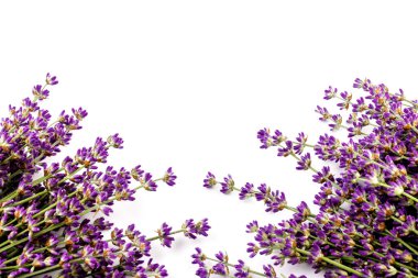 Beyaz arka planda taze lavanta çiçekleri var. Metin için boşluk