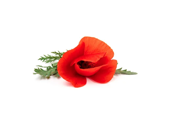 Kwiaty Czerwone Maki Kukurydziany Mak Róża Kukurydziana Mak Polny Białym — Zdjęcie stockowe