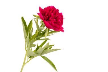 Beyaz arka planda izole edilmiş güzel kırmızı şakayık çiçeği. Dekorasyon için gösterişsiz çiçek açan şakayık resmi. 