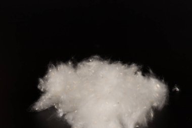 Kavak ağaçlarının kabuğu siyah arka planda. Kavak tohumlarına alerji. 