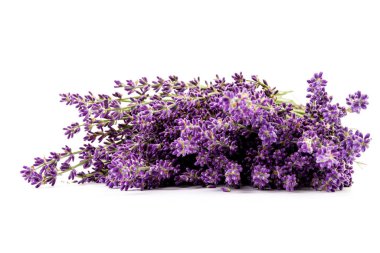 Beyaz arka planda taze lavanta çiçekleri var. Metin için boşluk