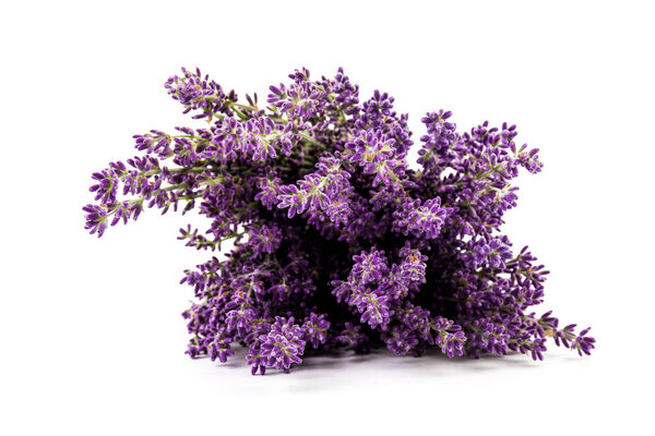 Свежие цветы лаванды изолированы на белом фоне. Пространство для текста