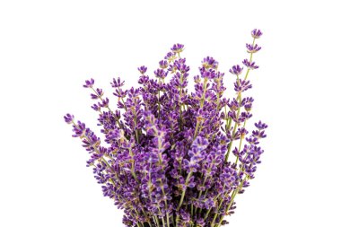 Beyaz arka planda taze lavanta çiçekleri var. Metin için boşluk