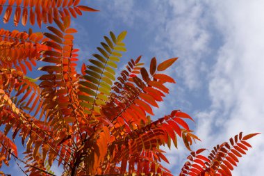 Rhus tifinasının sonbahar renkleri (Staghorn sumac, Anacardiaceae). Kırmızı, turuncu, sarı ve yeşil sumac yaprakları. Doğal doku kalıbı arkaplanı.