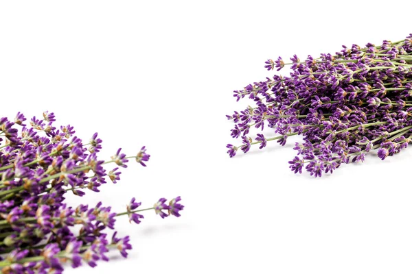 Färska Lavendel Blommor Isolerade Vit Bakgrund Plats För Text — Stockfoto