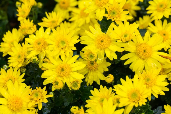 Gyönyörű Sárga Krizantém Virágok Virágzik Kertben Tavaszi Napon — Stock Fotó