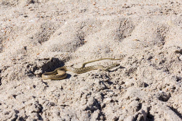 Snake Beach Keeping Its Body Sand Wildlife Scene Nature Reptile — Stock Photo, Image