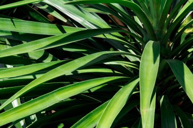 Yeşil yaprak deseni doğanın soyut arkaplanı