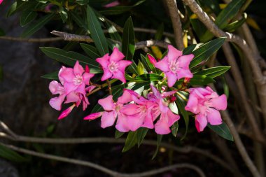 Çiçek açan pembe zakkum çiçekleri ya da bahçede neryum. Seçici odaklanma. Uzayı kopyala Çiçek açan bahar, egzotik yaz, güneşli kadın günü konsepti