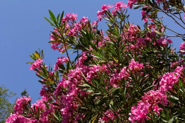 Çiçek açan pembe zakkum çiçekleri ya da bahçede neryum. Seçici odaklanma. Uzayı kopyala Çiçek açan bahar, egzotik yaz, güneşli kadın günü konsepti