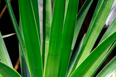 Yeşil yaprak deseni doğanın soyut arkaplanı