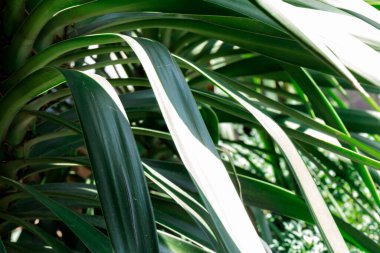 Yeşil yaprak deseni doğanın soyut arkaplanı