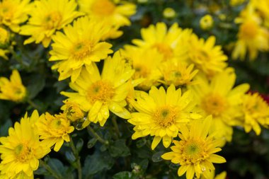 Güzel sarı kasımpatı çiçekleri baharda bahçede açar.