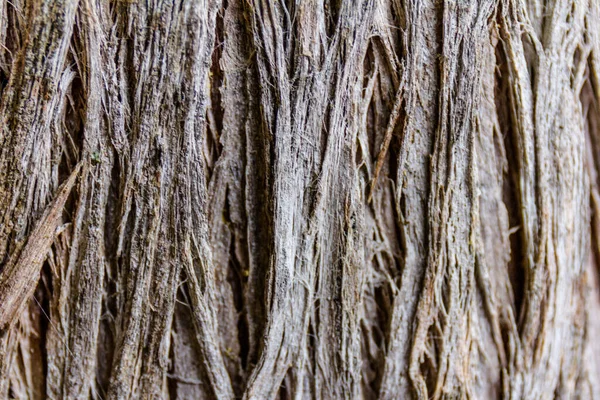 Wood Texture Cypress Bark Tree Bark Park Abstract Background — Stock Photo, Image