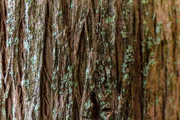 Textura Madera Corteza Ciprés Ladrido Árboles Parque Fondo Abstracto — Foto de Stock