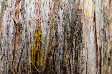 Ağaç dokusu - selvi kabuğu. Parkta ağaç kabuğu. Soyut arkaplan