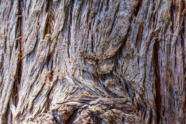 Ağaç Dokusu Selvi Kabuğu Parkta Ağaç Kabuğu Soyut Arkaplan — Stok fotoğraf