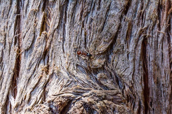 Textura Madera Corteza Ciprés Ladrido Árboles Parque Fondo Abstracto —  Fotos de Stock