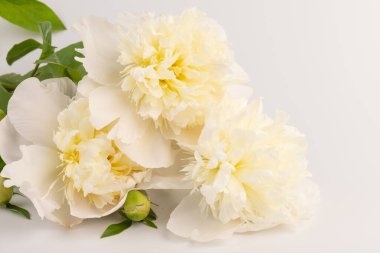 Güzel beyaz şakayık, arka planda izole edilmiş. Detaylı çekim, romantik arka plan.